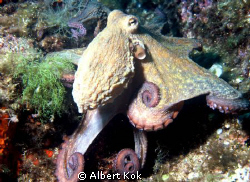 Octopus facing the UW photographer by Albert Kok 